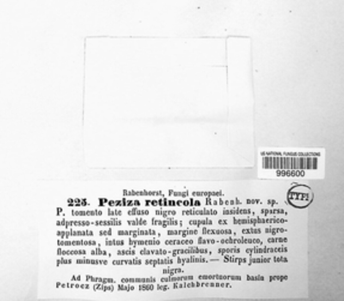 Peziza subretincola image
